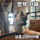 롯데마트 평택점 | 평택 카페 삼층고양이카페 솔직 후기