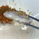 카도돈카츠 | 제주 도련동 돈까스집 카도돈카츠 너무 아쉬운 맛!