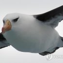 알바트로스