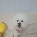 루이비숑 이미지