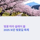 보은 벚꽃길 축제 후기 버블쇼 국밥 벚꽃 사이에서 피어나다