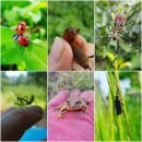 덕문농장 | 제주귤의 계절 무농약 제주감귤 상시판매