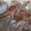 피쉬헌터 이미지