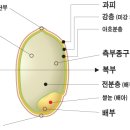 쌀눈의 효능과 쌀눈 먹는 법 이미지