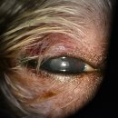 휴안과동물병원 이미지