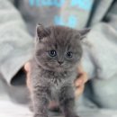 댕냥구리 강아지분양 고양이분양 구리본점 | 구리고양이분양 ★ 아기고양이의 천국 도레미캣