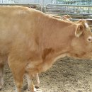 홍성한우 이미지