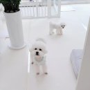 시크펫 그루밍 네이버블로그
