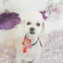 멍뭉이 미용실 이미지