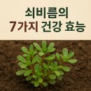 쇠비름효소 제대로 먹는 방법 - 부작용 없이 안전하게!