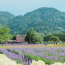 라벤더 | 고성라벤더축제 후기｜하늬라벤더팜 주차·입장료·포토존 총정리