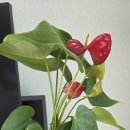 에코 플랜테리어 수경재배 | 안스리움 식물 흙 없이 수경재배로 편하게 키우는 법