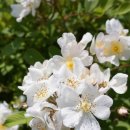 금성반점 이미지