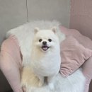 이쁘댕 이미지