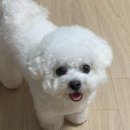 아지트 포 독 이미지