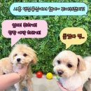 시흥애견 네이버블로그