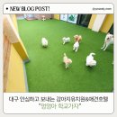 대구 강아지유치원&amp;애견호텔,야외 테라스 자유로운 노즈워킹 가능한 호텔링,실시간 사진/영상 전송까지!