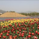 [순천여행] 봄의 전령, 꽃들이 만발한 순천만국가정원, 봄꽃축제 이미지