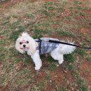 마이펫아카데미 이미지