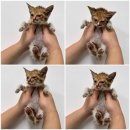 동남카프라자 이미지