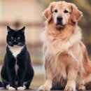 강아지와 고양이 이미지