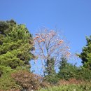 삼성동-11 이미지