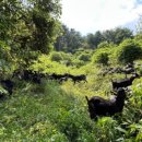 초원염소농장 이미지