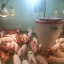 상춘농장 이미지