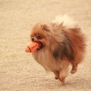 애견운동공원 이미지