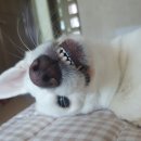 샤브마니아천안유량점 이미지