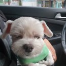 당당하개 이미지