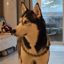 퍼피베이크 | 강아지 체중조절 사료, 리틀포우 리얼 오븐베이크 저단백 사료 섞어 먹인 후기