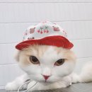 잔다냥 천안점 이미지