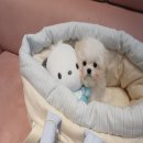 럽댕 강아지분양 이미지