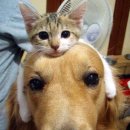 이쁜강아지 이미지