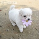 견우애견 네이버블로그