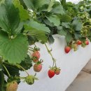 만봉농장 이미지