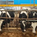 정우목장 이미지