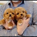 예쁜강아지 이미지