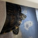 아크리스동물의료센터 이미지