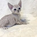 천안고양이분양 베스트캣 제나캣 천안점 | 천안에서 만나는 행복한 고양이, 베스트캣 제나캣 천안점안녕하세요, 고양이를 사랑하는 여러분...