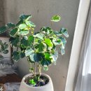 번영1로 | 대구개업화분 &#39;번영&#39;의 의미를 담은 특별한 선물 추천 BEST 5