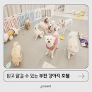 도그레스트 | 부천 강아지 호텔 입소문 난 곳으로 알아본 도그인포레스트 총정리