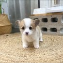 마리켄넬 네이버블로그