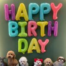 이리유치원 | 이그하 강아지 유치원 후기! #11