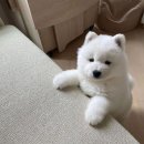 곰도리 이미지