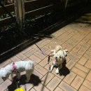 배꽃근린공원 이미지