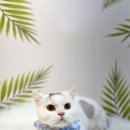 미냥이 이미지