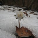 봄에는 꽃 피고-春有百花(춘유백화)/작가 미상-명시 감상 43-반산 한상철 이미지