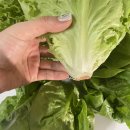 유럽농장 이미지